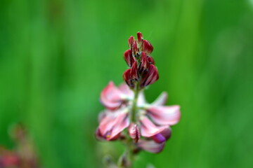 Obraz premium Rosa Esparsette auf einer Frühlingswiese