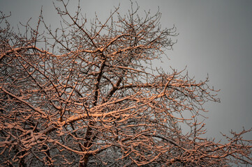 Arbre recouvert d'une légère couche de neige