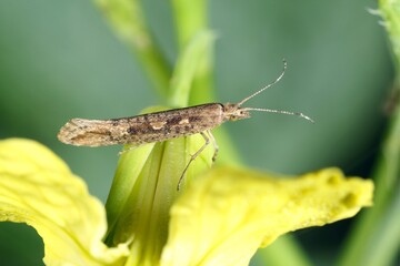 Diamond-back moth (Plutella xylostella) on Rapeseed. Migratory insect in the family Plutellidae,...
