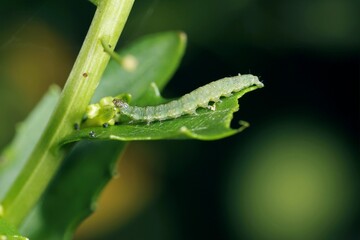 Caterpillar of Diamond-back moth (Plutella xylostella) on Rapeseed. Migratory insect in the family Plutellidae, known as a pest of vegetable crops mustards, the crucifers, the cabbage family. - obrazy, fototapety, plakaty