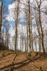 spring trees against the sky