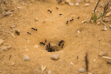 Anthill background
