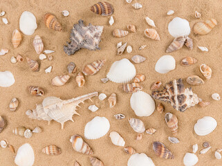 Mix of sea shells on sand background.