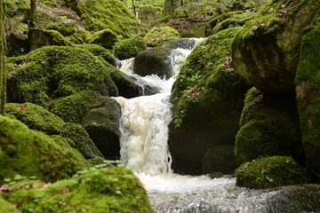 Fototapeta na wymiar Kleiner Wasserfall im frühlingshaften Laubwald