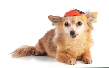 Long-haired Chihuahua with a hat