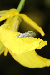 Brevicoryne brassicae, commonly known as the cabbage aphid or cabbage aphis on rapeseed 