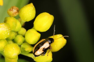 Phyllotreta nemorum, the turnip flea beetle or yellow-striped flea beetle is a species of insects...