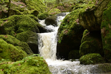 Fototapeta na wymiar Kleiner Wasserfall im frühlingshaften Laubwald