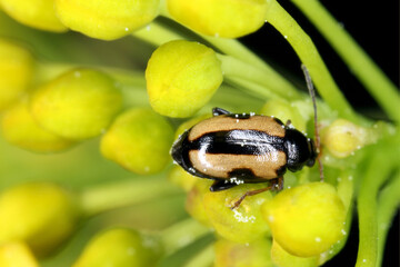Phyllotreta nemorum, the turnip flea beetle or yellow-striped flea beetle is a species of insects from family Chrysomelidae. It is a pest of Brassica oleracea, B. rapa and B. napus.