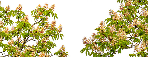 Aesculus hippocastanum, the horse chestnut flowering branches isolated on white