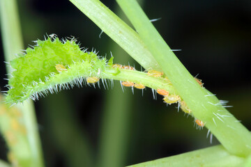 Myzus persicae, known as the green peach aphid or the peach-potato aphid, is a small green aphid pest of peach, beet and potato crops. It is a vector of viruses causing plant diseases.