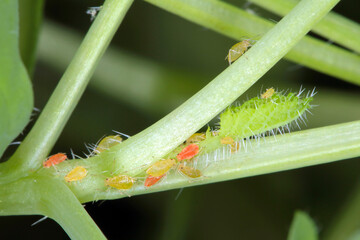 Myzus persicae, known as the green peach aphid or the peach-potato aphid, is a small green aphid pest of peach, beet and potato crops. It is a vector of viruses causing plant diseases.