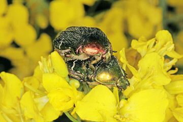Cetonia aurata called the rose chafer or the green rose chafe on rapeseed flower.