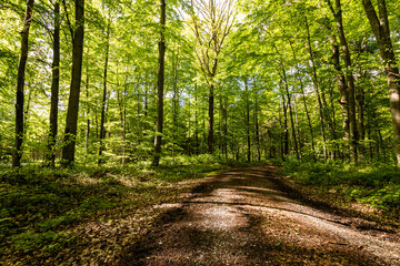Fototapeta premium Laubwald im Mai