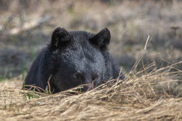 Black bear laying down eating in wild environment during spring time with head poking up, ears surrounded by dry, spring time landscape. 