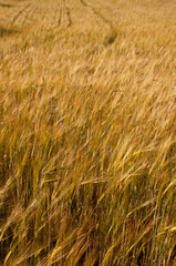 Open field with golden grass