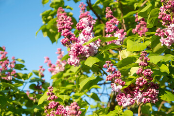 Lilac flowers and blue sky.