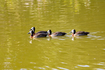 White faced duck, irerê,