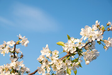 White lilac on a blue sky