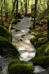 Fototapeta premium Kleiner Wasserfall im frühlingshaften Laubwald