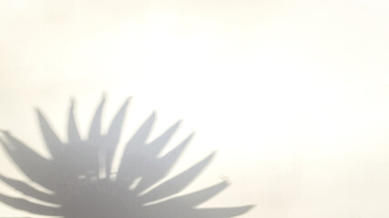 Obraz premium Flowers shadow summer background. Plant leaf shadows on white wall in abstract tropical sunlight texture. Empty palm shadow yellow color texture pattern.