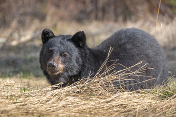 Black bear seen in wild outdoor environment during spring time, looking directly into the camera. Cute face and ears showing with dry landscape surrounding. 