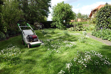Inseln blühender Gänseblümchen (Bellis perennis) auf der Wiese - Islands of flowering daisies in the meadow © etfoto
