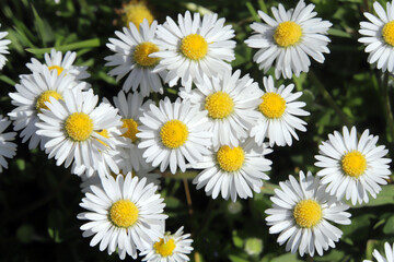 Blühende Gänseblümchen (Bellis perennis) auf der Wiese - Blooming daisies in the meadow © etfoto