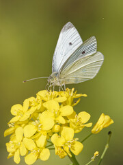 A Small White Butterfly (Pieris rapae) on a black mustard wildflower (Brassica nigra) on the bank of the River Calder in Wakefield, West Yorkshire