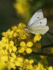 A Small White Butterfly (Pieris rapae) on a black mustard wildflower (Brassica nigra) on the bank of the River Calder in Wakefield, West Yorkshire