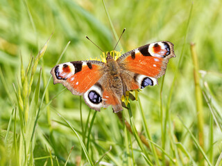 A Peacock Butterfly (Aglais io) with torn wings on a Beaked Hawksbeard wildflower (Crepis vesicaria) on the bank of the River Calder in Wakefield, West Yorkshire