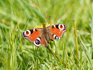 A Peacock Butterfly (Aglais io) with torn wings on a Beaked Hawksbeard wildflower (Crepis vesicaria) on the bank of the River Calder in Wakefield, West Yorkshire