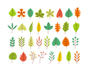 Set of different type and color season leaves isolated on white background collection design element