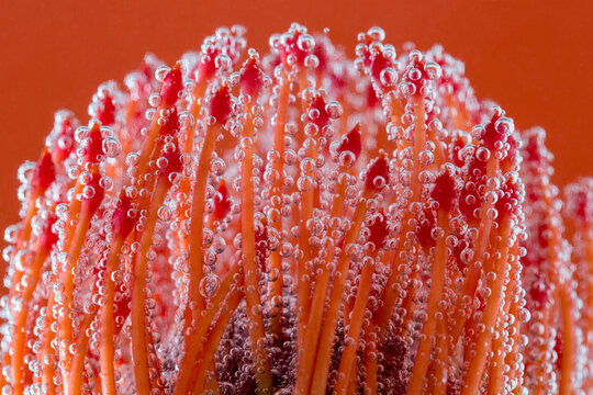 Flower in soda water 