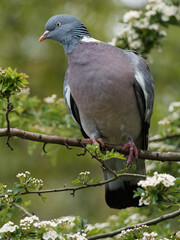 A woodpigeon (Columba palumbus) on a branch at Fairburn Ings, a RSPB Nature Reserve in Leeds, West Yorkshire