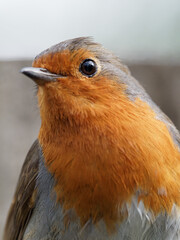 A close up portrait of a Robin (Erithacus rubecula)  at Fairburn Ings, a RSPB Nature Reserve in Leeds, West Yorkshire