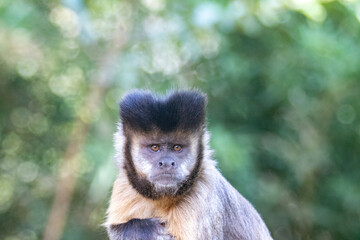 Capuchin monkey 
