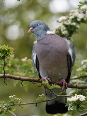 A woodpigeon (Columba palumbus) on a branch at Fairburn Ings, a RSPB Nature Reserve in Leeds, West Yorkshire