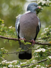 A woodpigeon (Columba palumbus) on a branch at Fairburn Ings, a RSPB Nature Reserve in Leeds, West Yorkshire