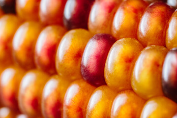 Closeup of colored corn 