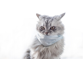 medical mask for cat. silver cat in mask on white background
