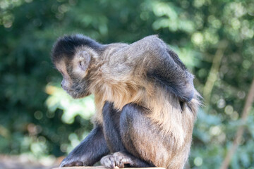 Capuchin monkey "Sapajus nigritus", "Sapajus apella"sideways scratching the back