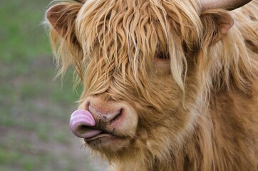 Highland cattle 