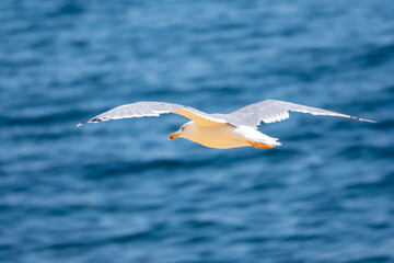 The European herring gull, Larus argentatus, flying on blue clear sea background.