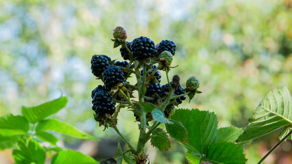 A beautiful bunch of ripe blackberries on top of a bush. top of the bush.