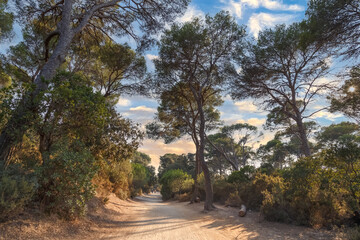 Fototapeta na wymiar Footpath among the pine trees at sunset. Road to the paradise beach in Porquerolles, the island in southern France. Nature, environment and ecology concept.