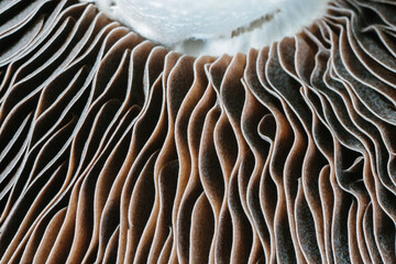Closeup of portabella mushroom gills