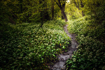 Fototapeta na wymiar woodlands with path with sunburst