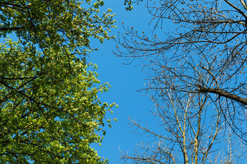 Bottom view of the tree crowns