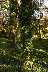Fototapeta na wymiar Ivy stems growing up the tree at the tree's base.